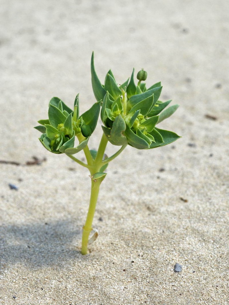 Euphorbia turczaninowii photo 7