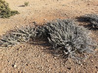 Euphorbia turkanensis