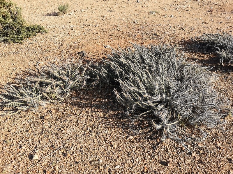 Euphorbia turkanensis