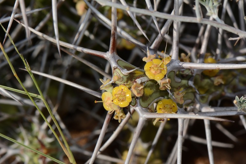 Euphorbia turkanensis photo 2