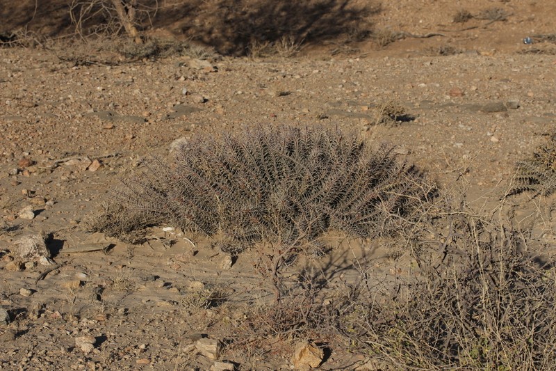 Euphorbia turkanensis photo 3