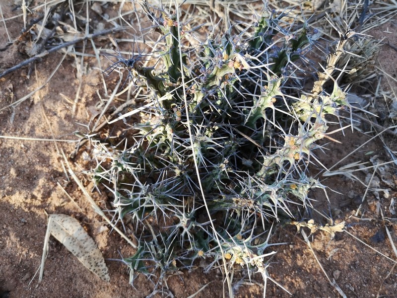 Euphorbia turkanensis photo 5
