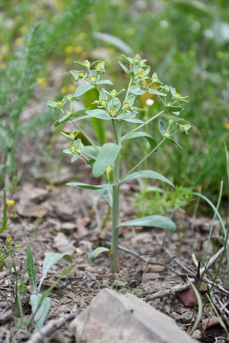 Euphorbia turkestanica