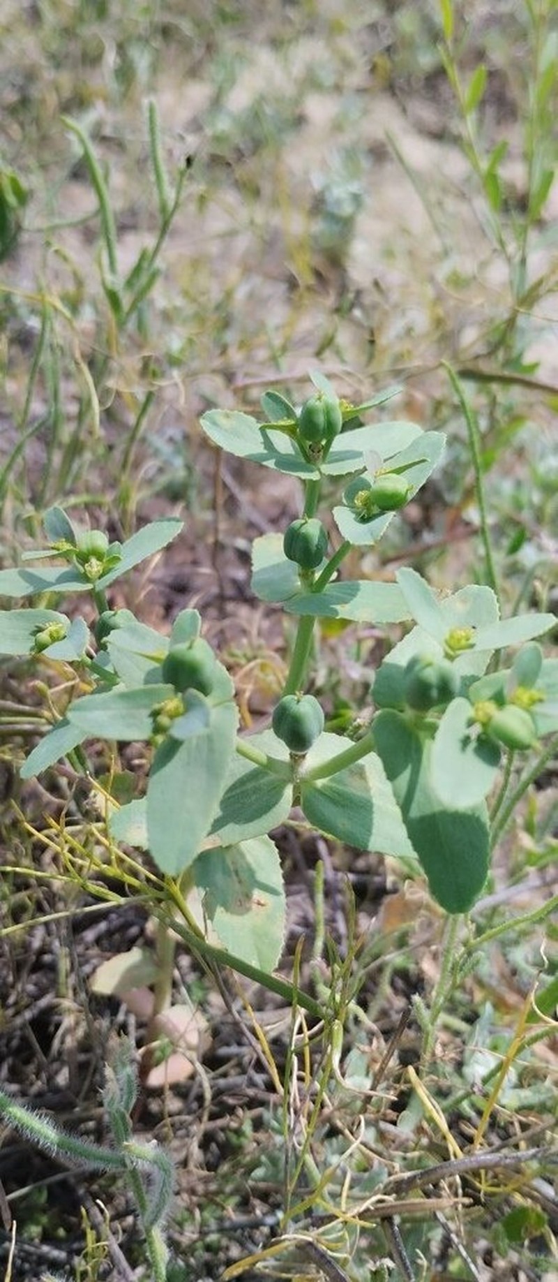 Euphorbia turkestanica photo 2