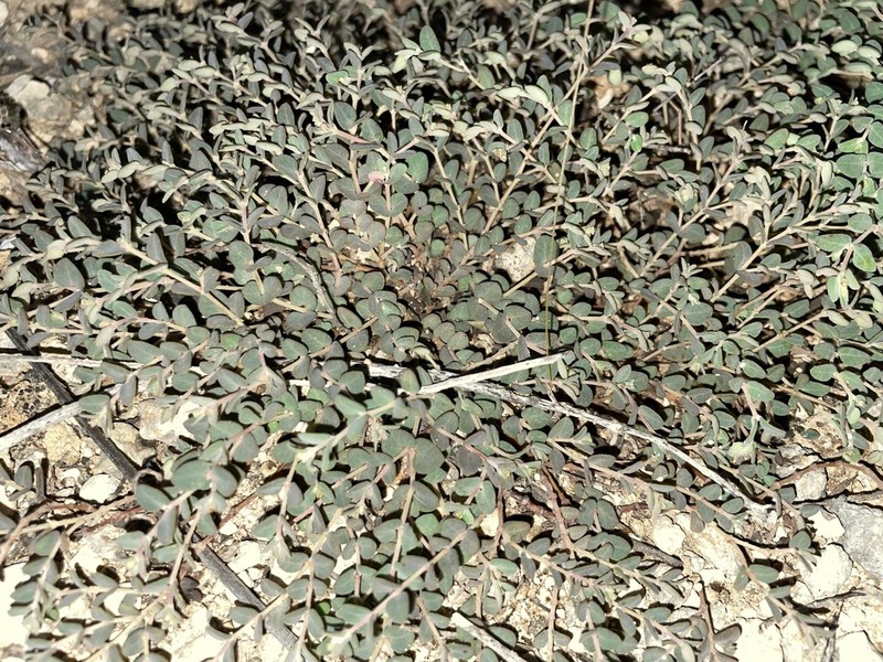 Turpin's Sandmat photo 2