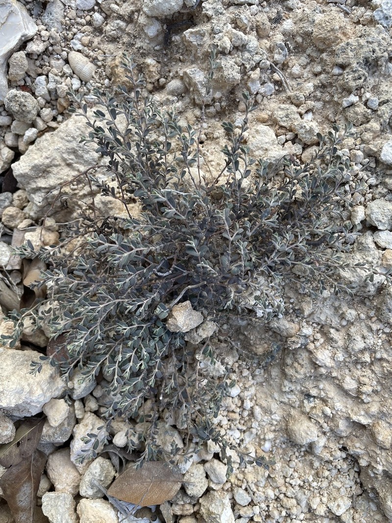 Turpin's Sandmat photo 7