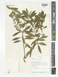 Euphorbia ugandensis