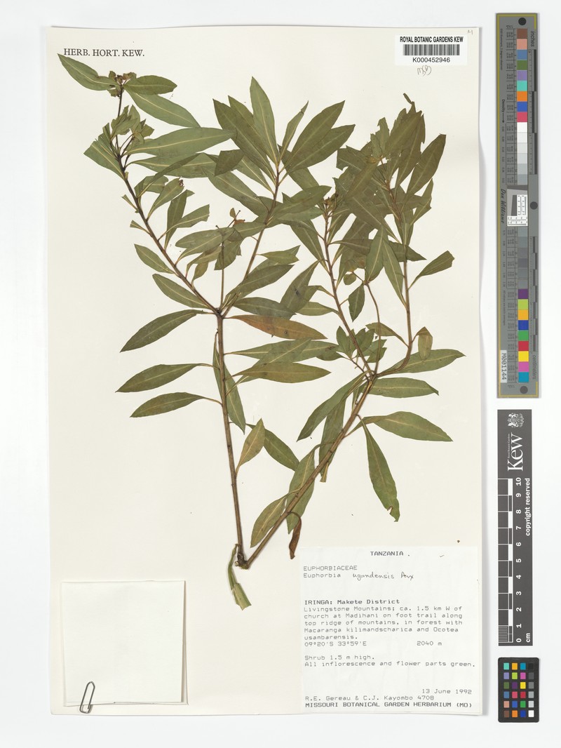 Euphorbia ugandensis