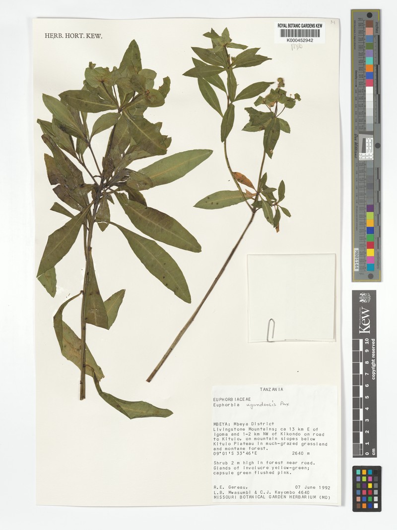 Euphorbia ugandensis photo 2