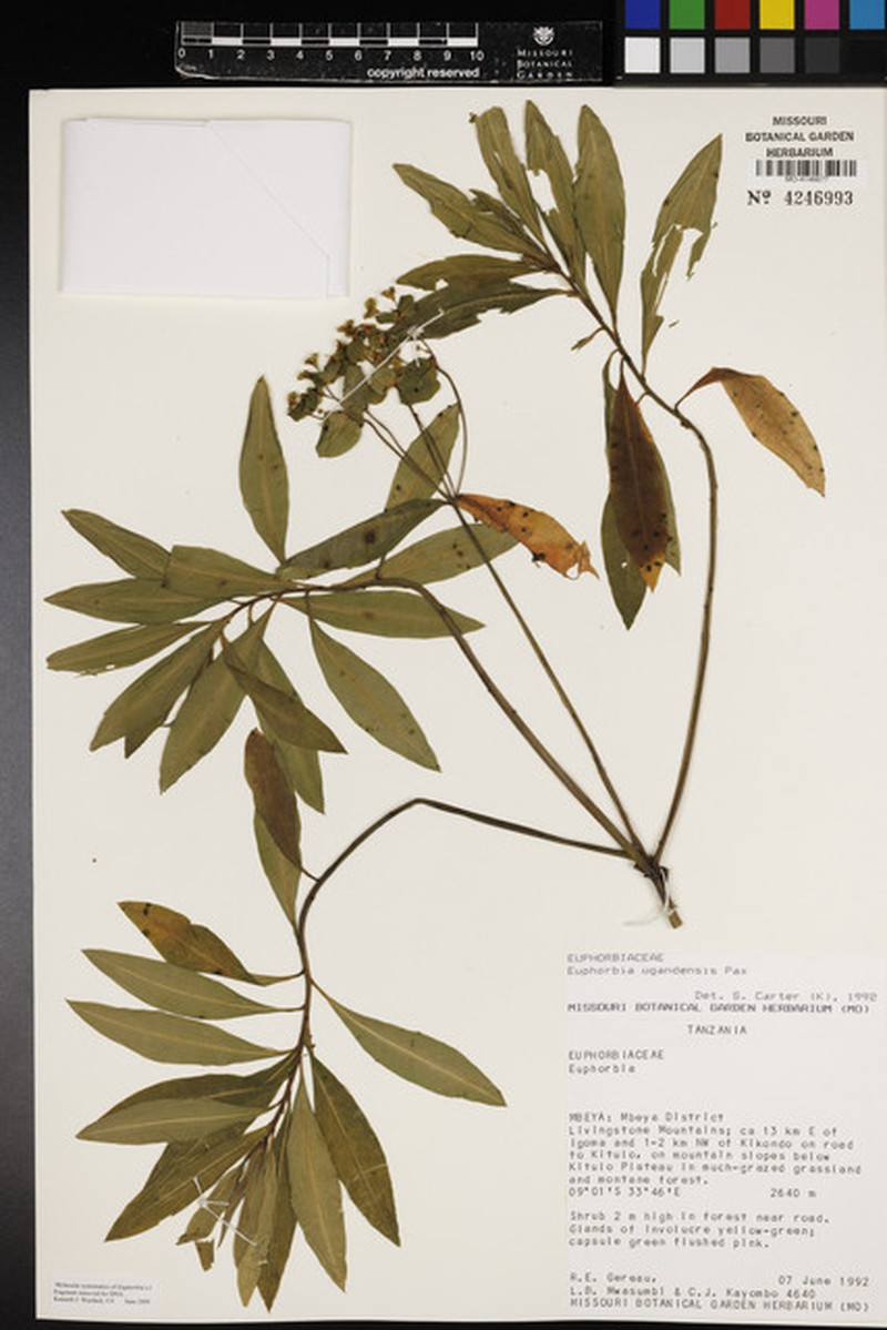Euphorbia ugandensis photo 3