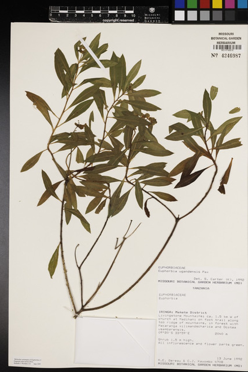 Euphorbia ugandensis photo 4