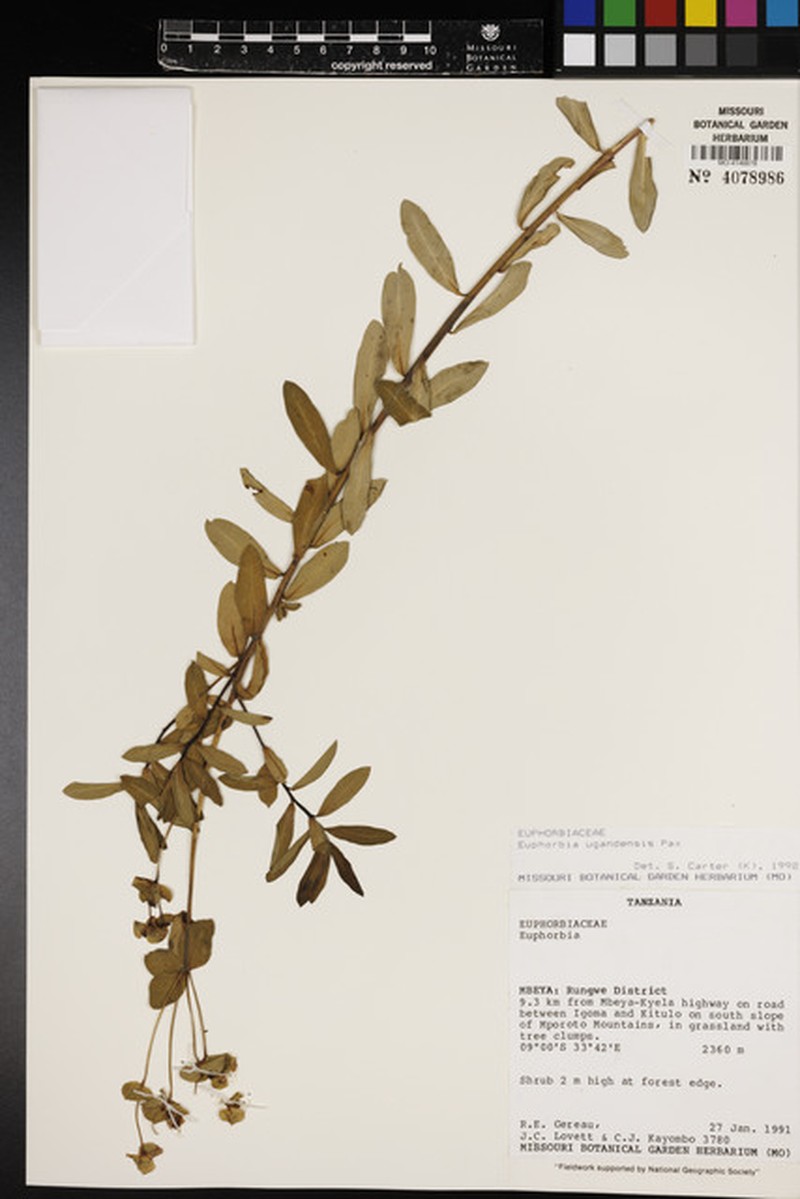 Euphorbia ugandensis photo 6