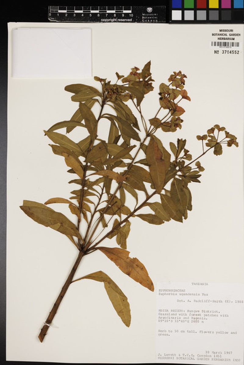 Euphorbia ugandensis photo 8