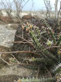 Euphorbia uhligiana