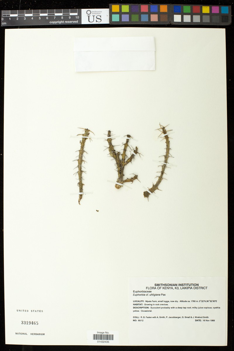 Euphorbia uhligiana photo 3