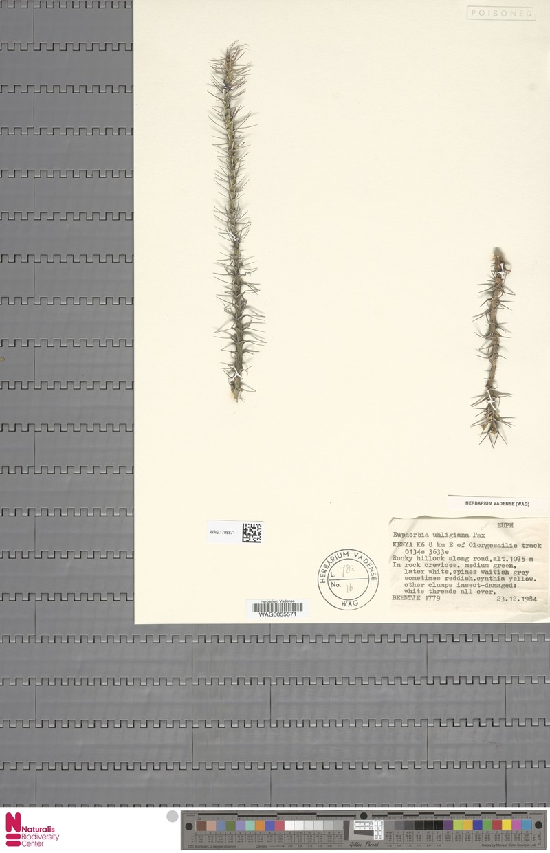 Euphorbia uhligiana photo 5