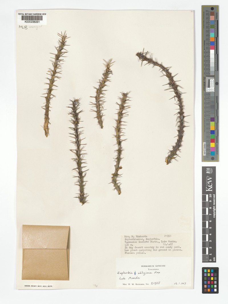 Euphorbia uhligiana photo 8