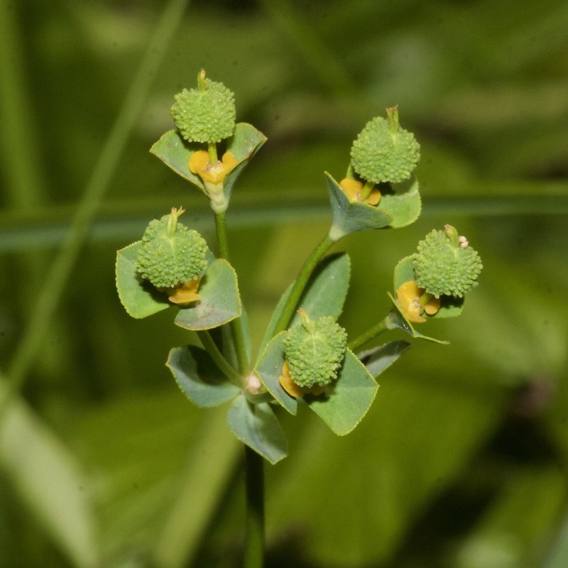Euphorbia uliginosa