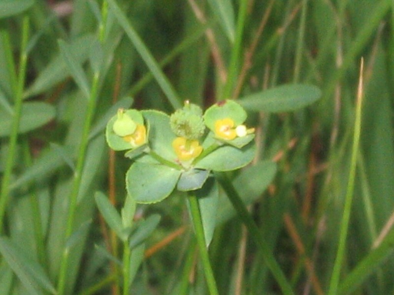 Euphorbia uliginosa photo 2
