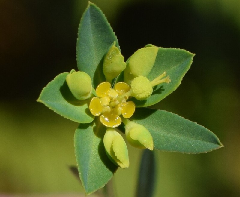 Euphorbia uliginosa photo 3