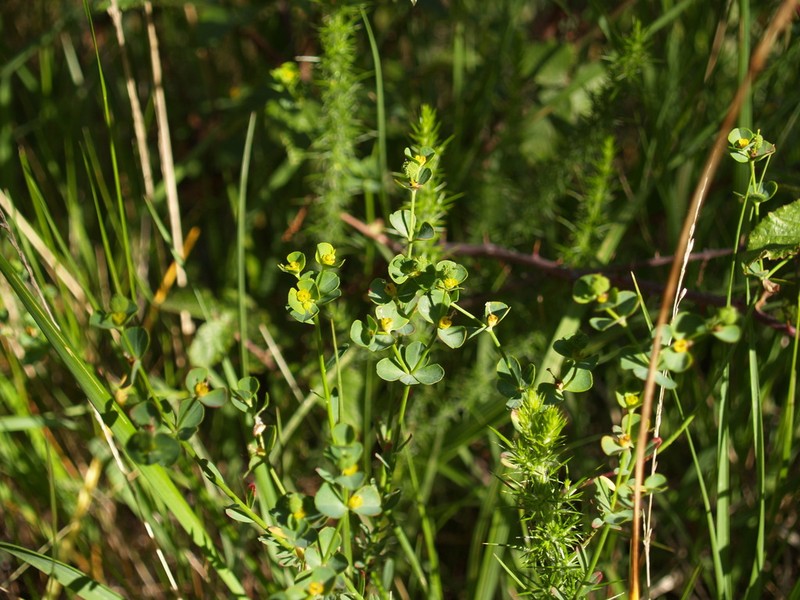 Euphorbia uliginosa photo 5