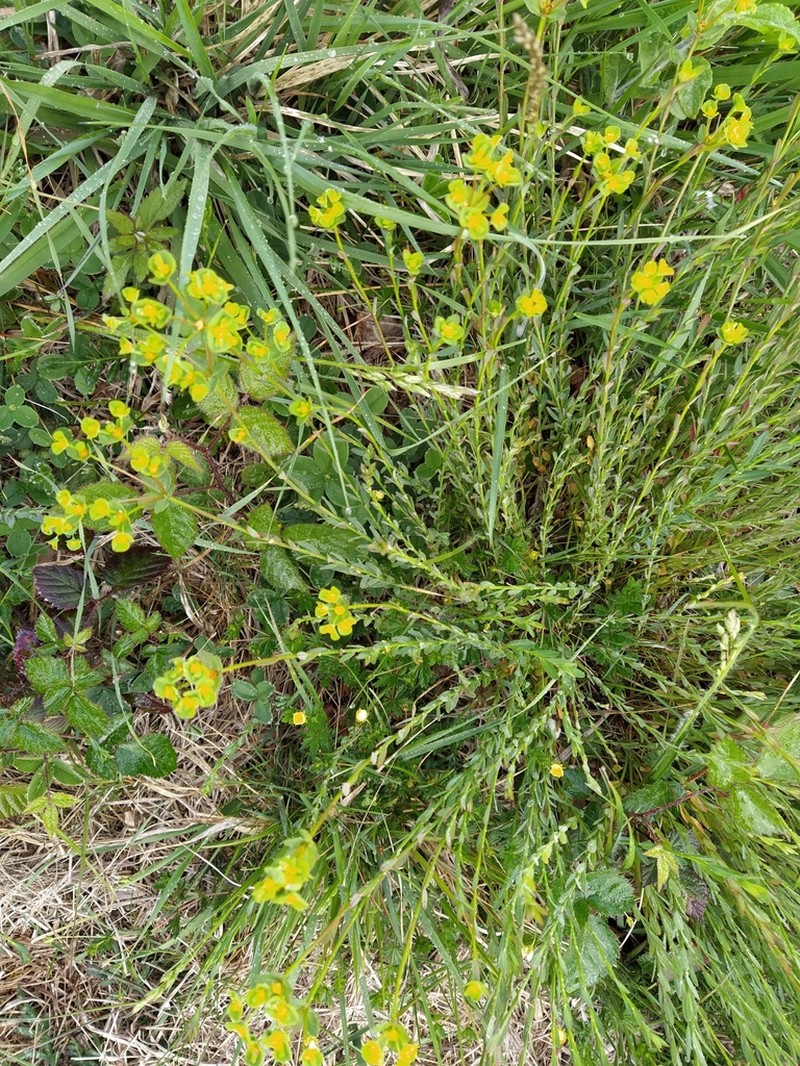 Euphorbia uliginosa photo 6