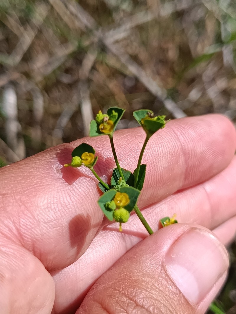 Euphorbia uliginosa photo 7