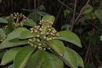 Euphorbia umbellata