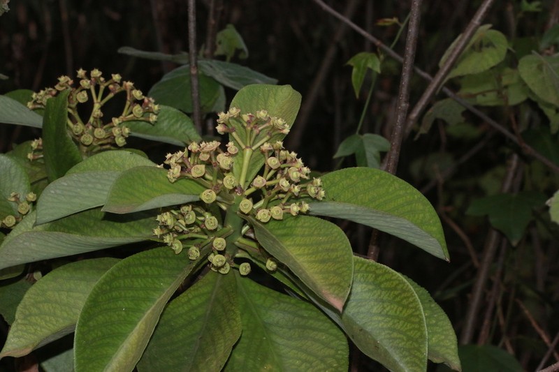 Euphorbia umbellata