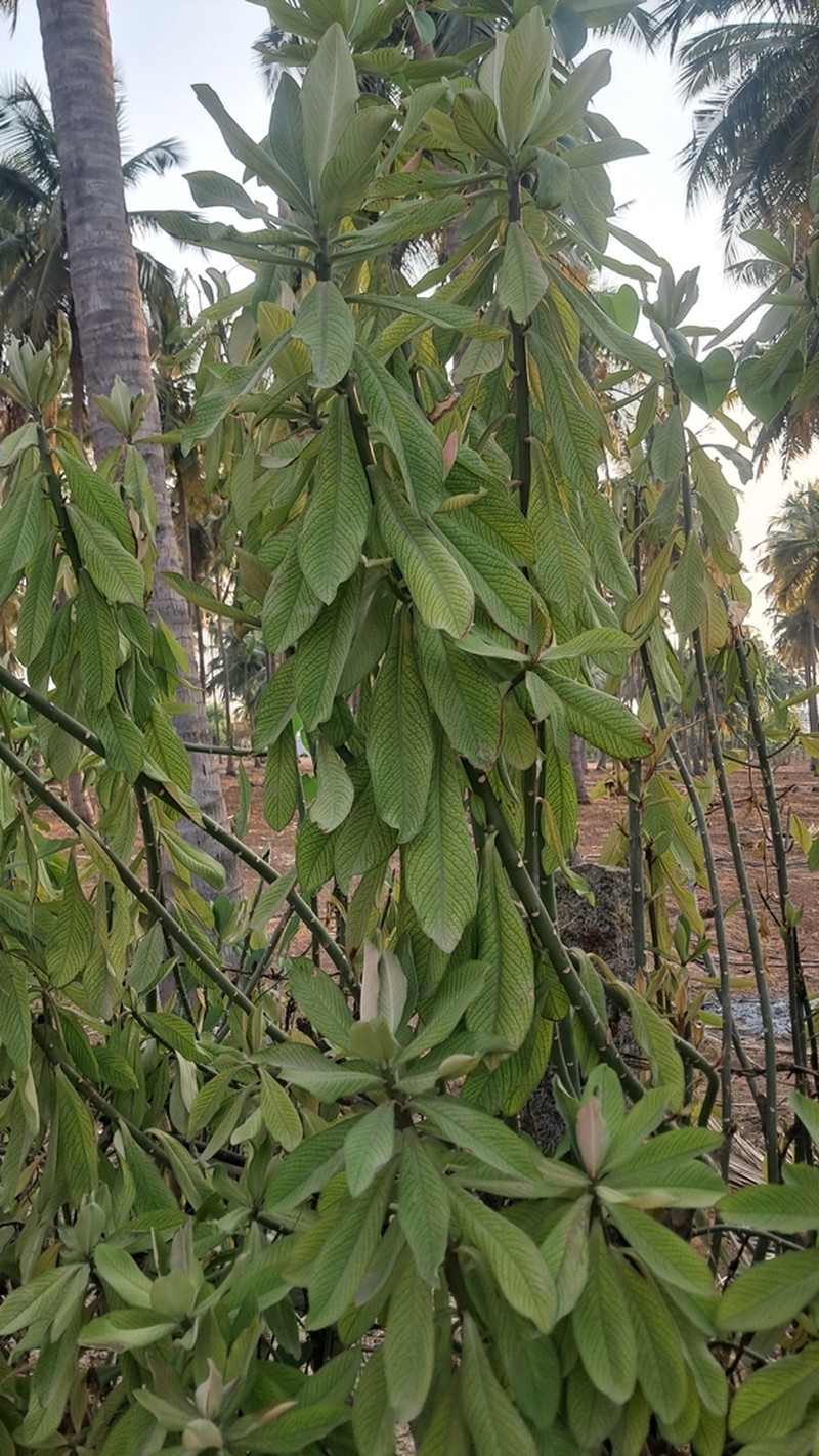 Euphorbia umbellata photo 3