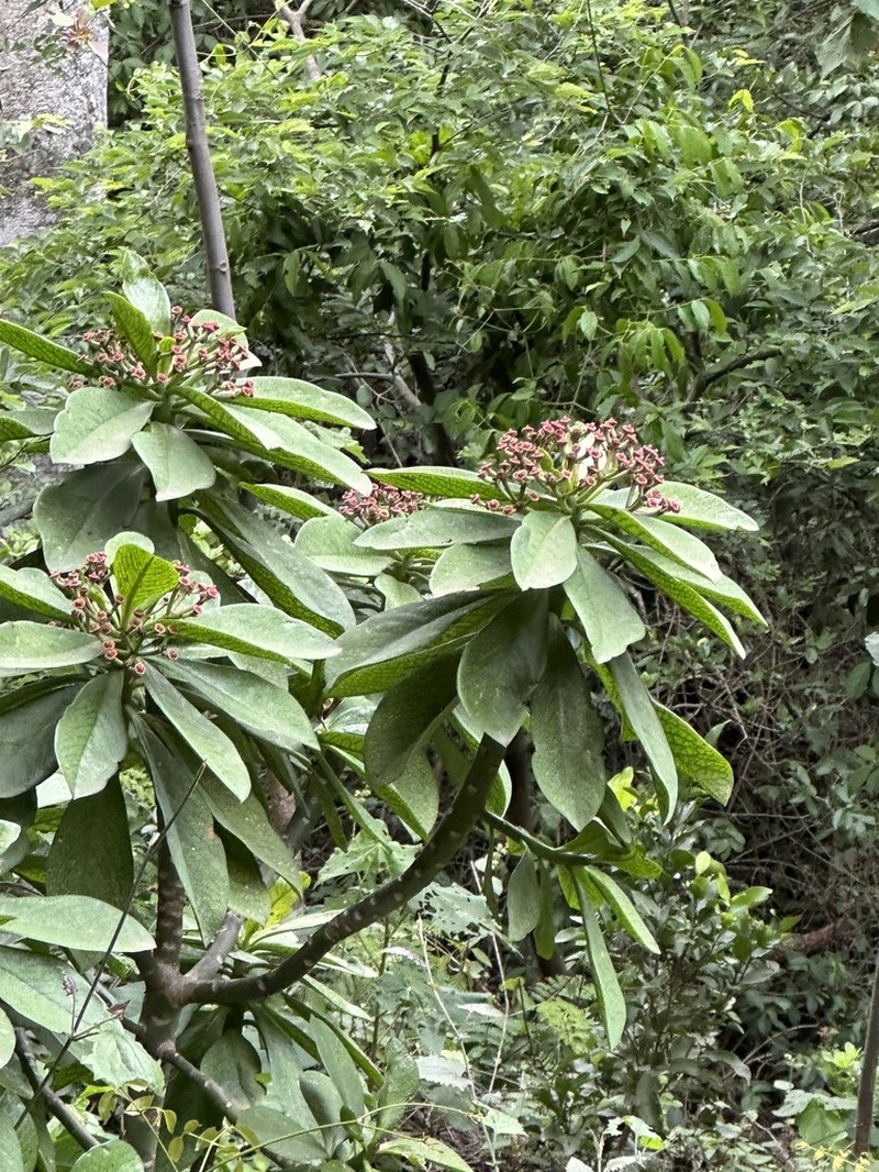 Euphorbia umbellata photo 4