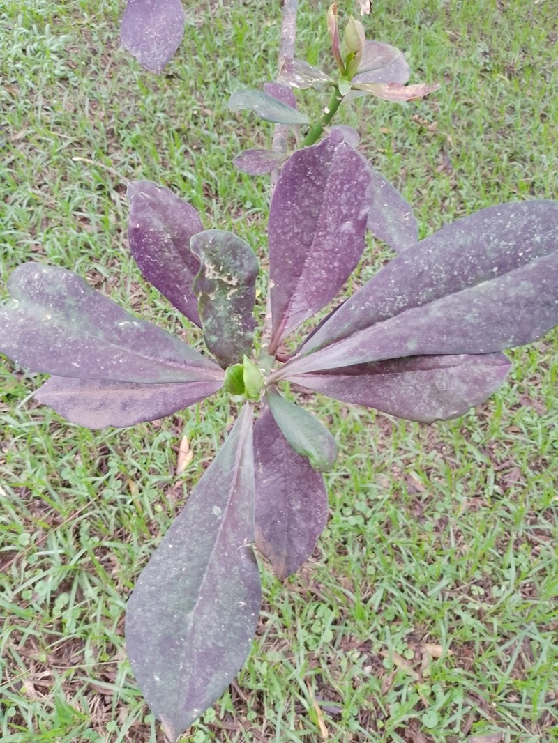 Euphorbia umbellata photo 5