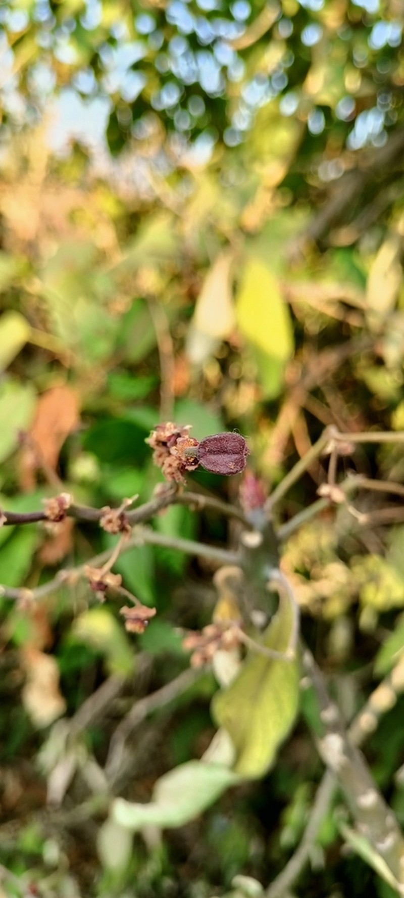 Euphorbia umbellata photo 8