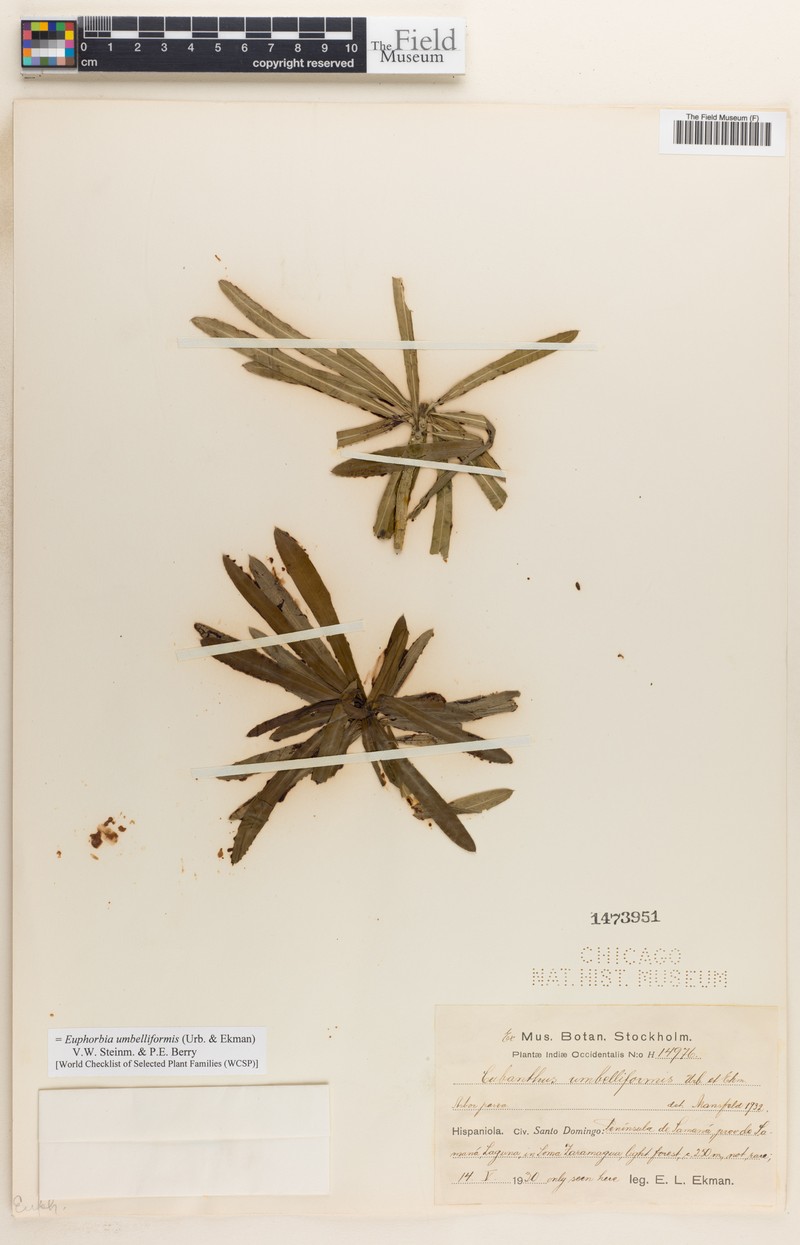 Euphorbia umbelliformis