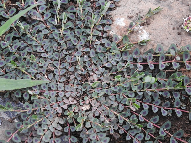 Euphorbia umbellulata