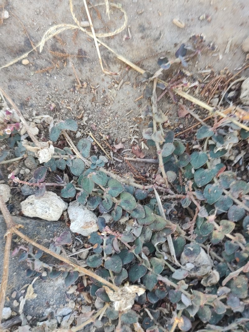 Euphorbia umbellulata photo 2