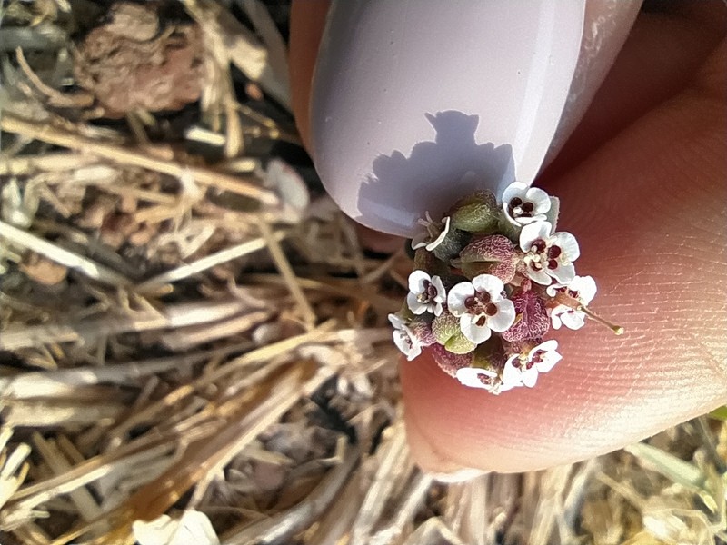 Euphorbia umbellulata photo 4