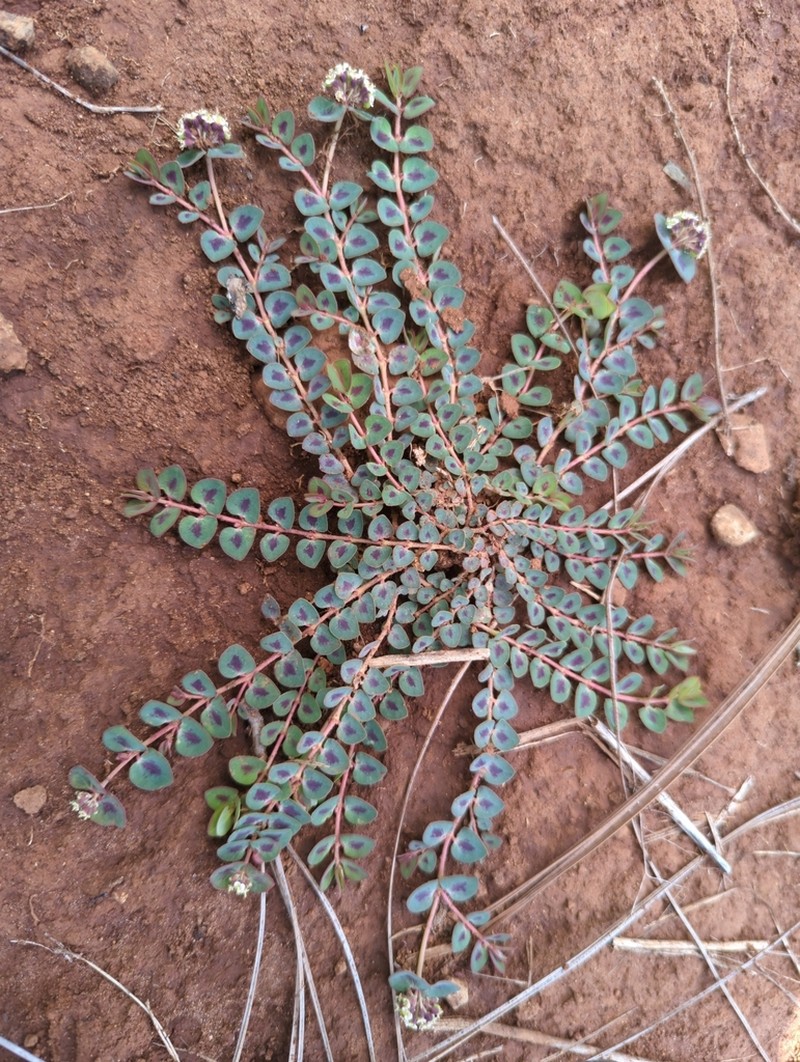 Euphorbia umbellulata photo 5