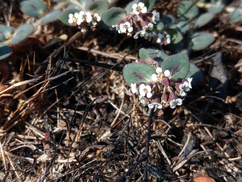 Euphorbia umbellulata photo 6