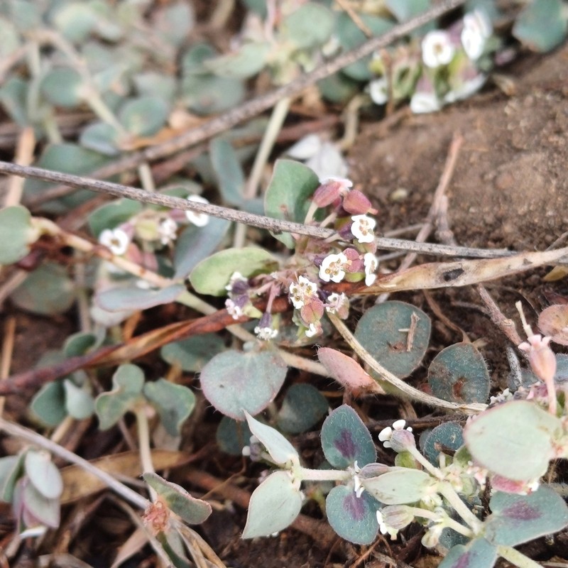 Euphorbia umbellulata photo 7