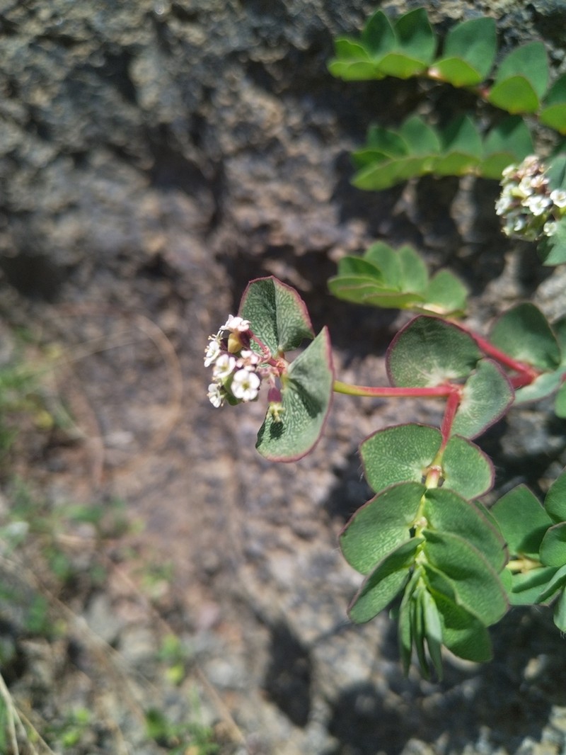 Euphorbia umbellulata photo 8