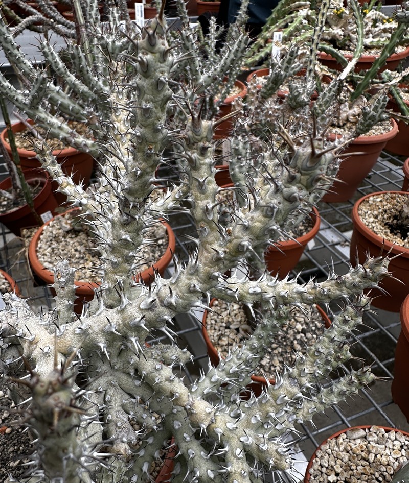 Euphorbia umbonata