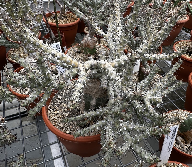 Euphorbia umbonata photo 6