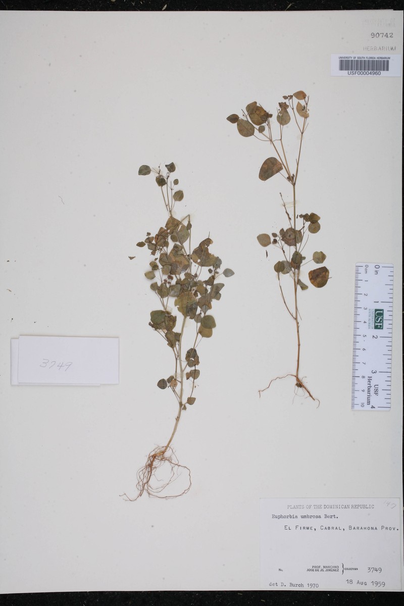 Euphorbia umbrosa photo 4