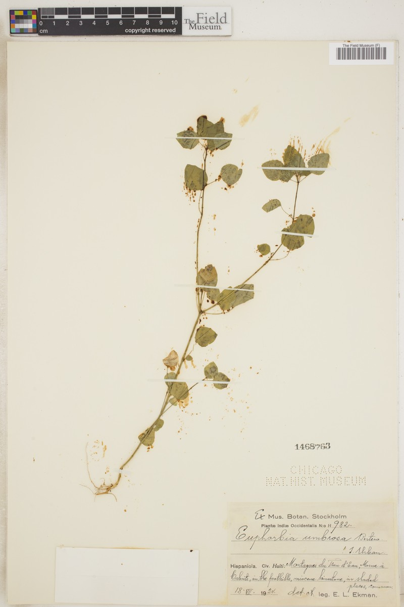 Euphorbia umbrosa photo 5