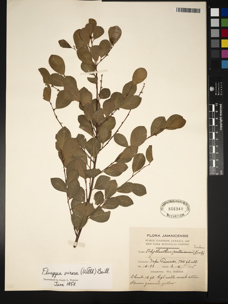 Euphorbia umbrosa photo 6