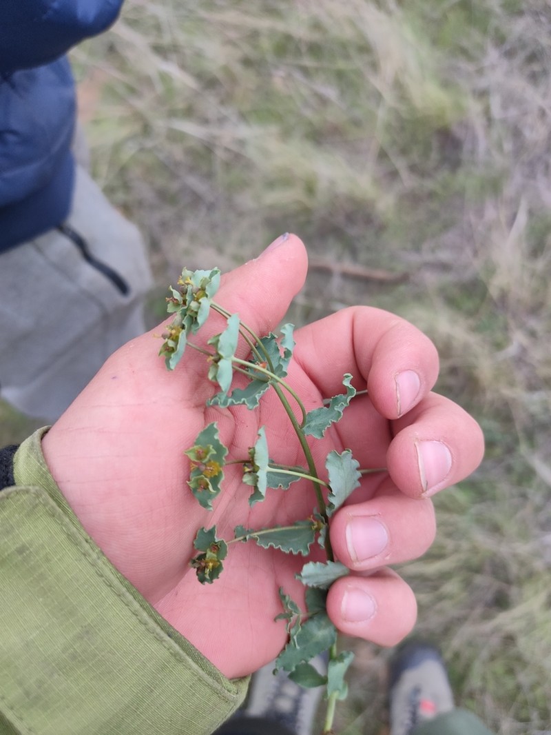 Euphorbia undulata
