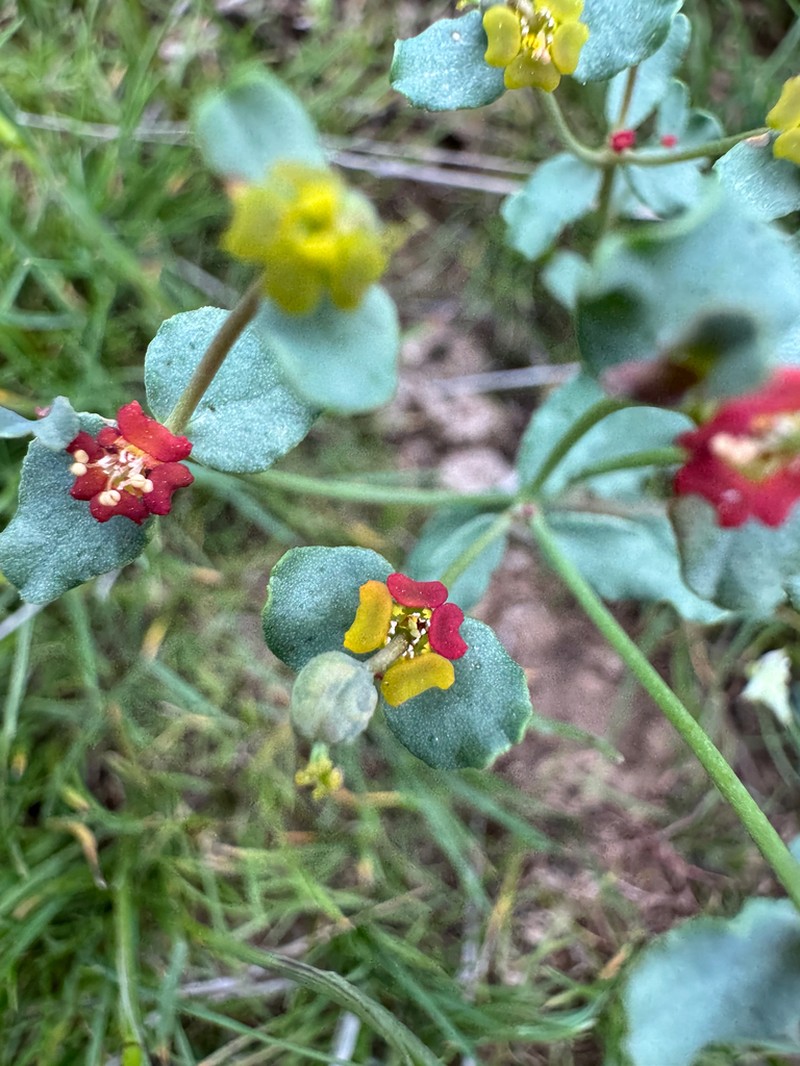 Euphorbia undulata photo 2