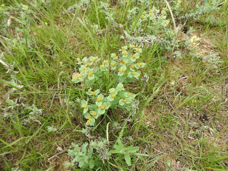 Euphorbia undulata photo 3