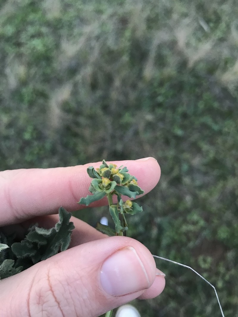 Euphorbia undulata photo 4